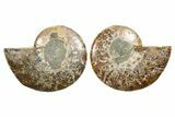 Cut & Polished, Agatized Ammonite Fossil - Madagascar #344159-1